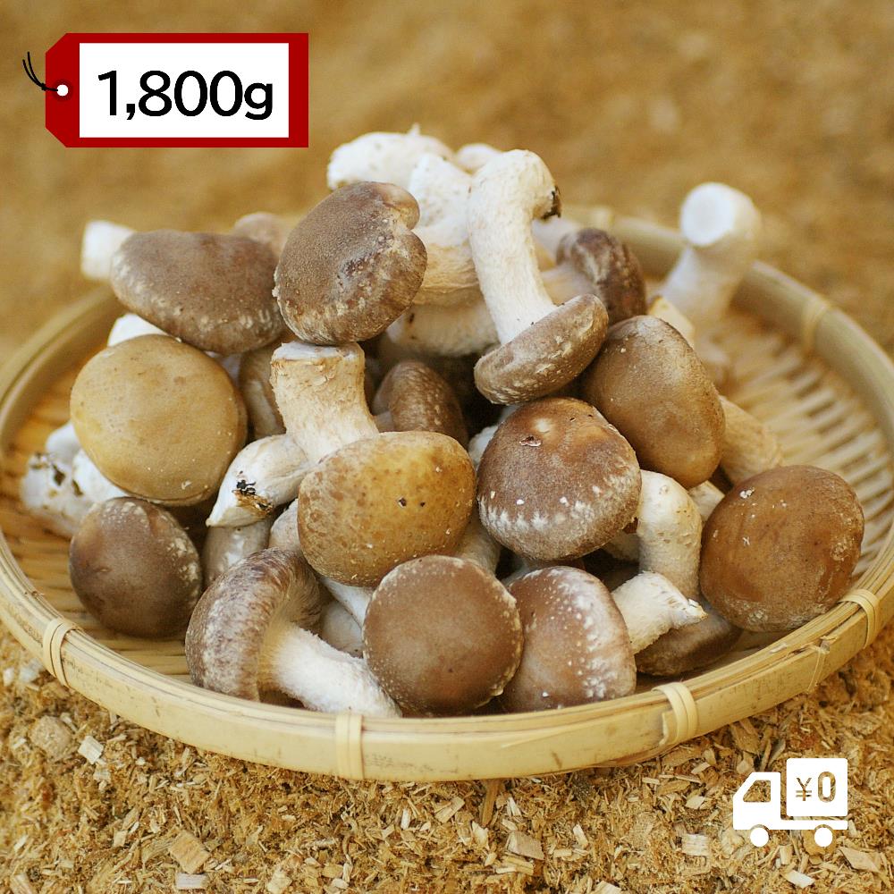 【有機】アヒージョ専用しいたけ ~小さくても、味は豊かに~ 1,800g【送料込】