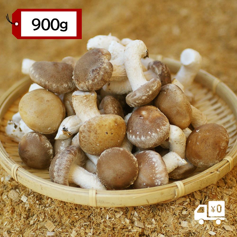 【有機】アヒージョ専用しいたけ ~小さくても、味は豊かに~ 900g【送料込】