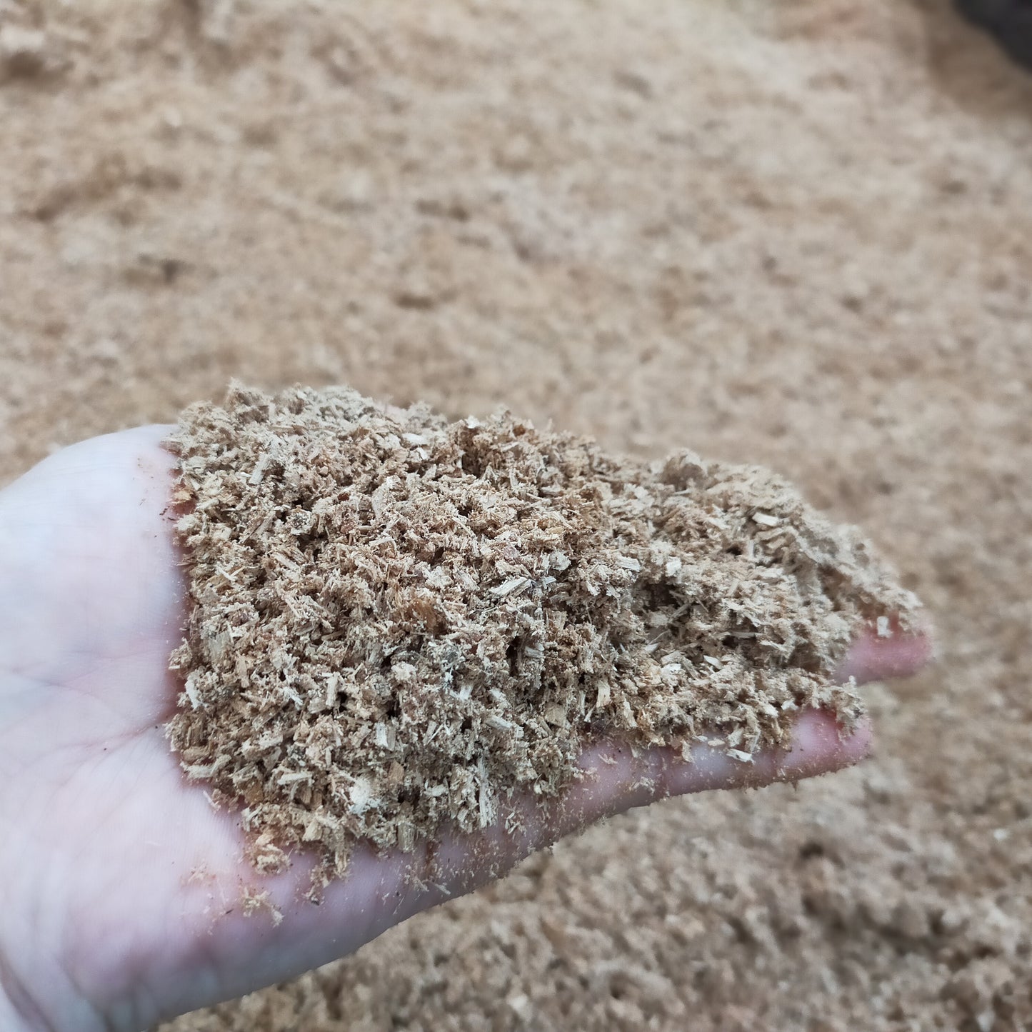 【半額!】レイシ菌糸ブロック:クヌギ100%・微粒子