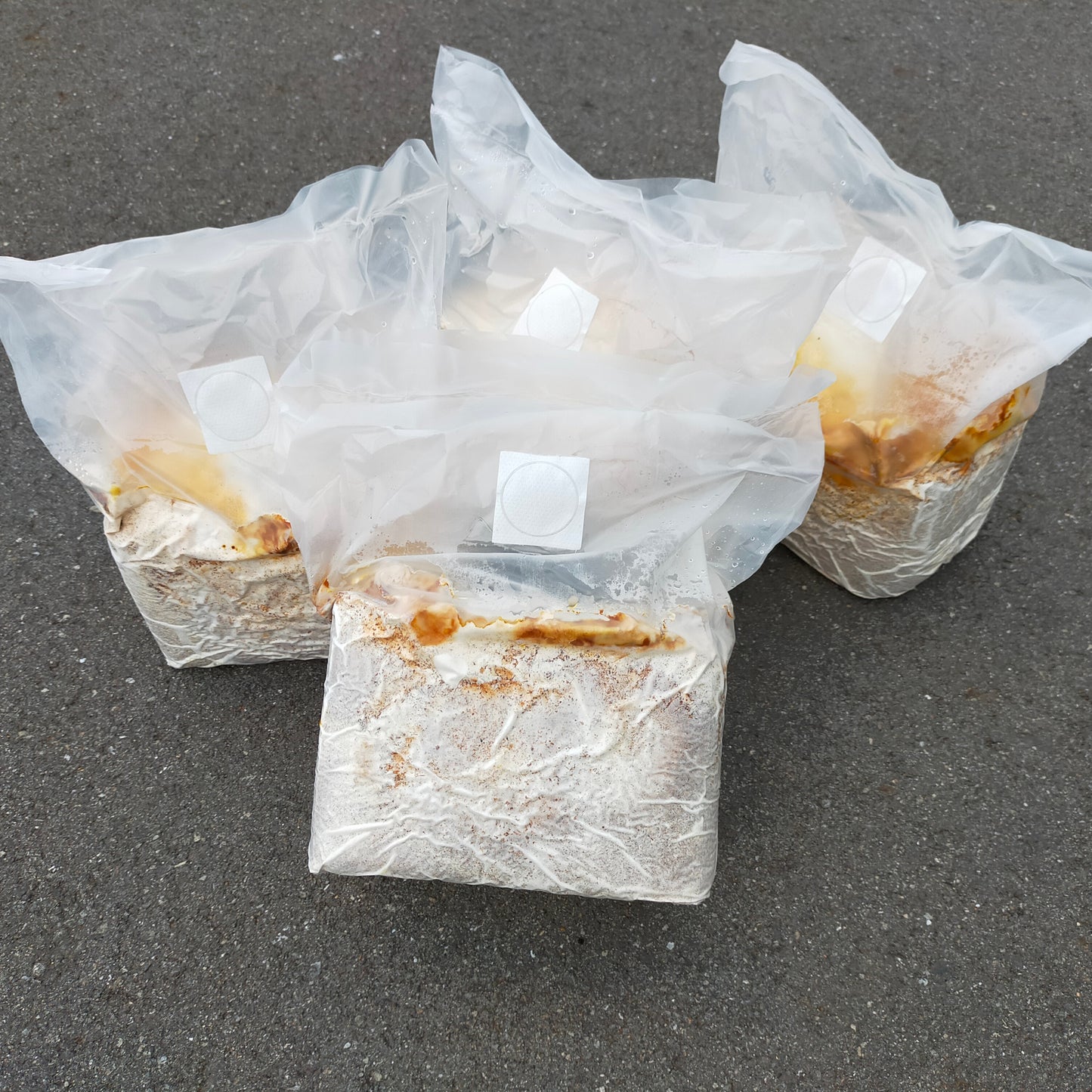 【半額!】レイシ菌糸ブロック:クヌギ100%・微粒子