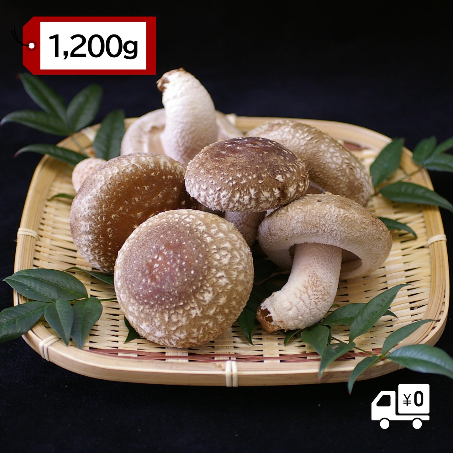 【有機】瀬戸内しいたけ ~肉厚で、大きく、ジューシー~ 1,200g【送料込】