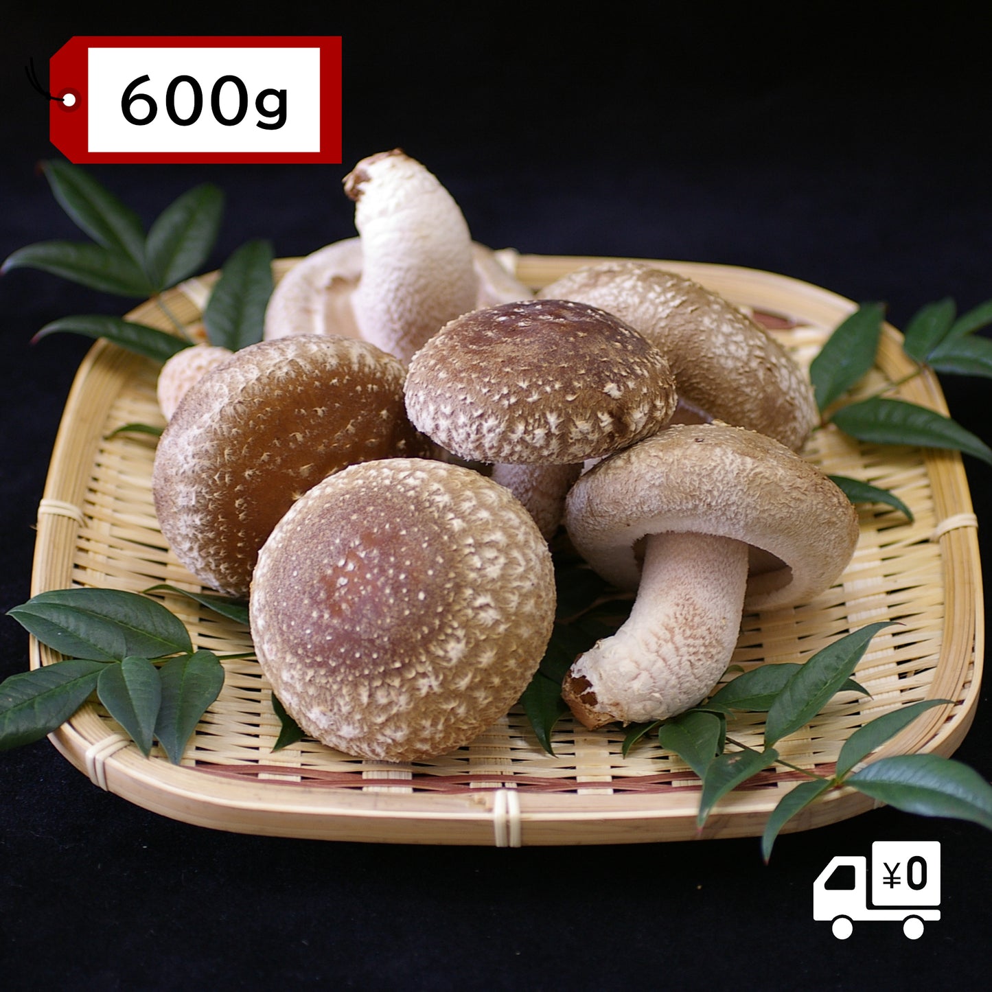 【有機】瀬戸内しいたけ ~肉厚で、大きく、ジューシー~ 600g【送料込】